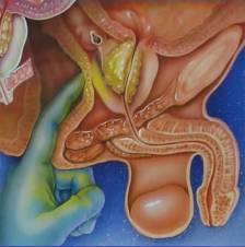 SEÑORA JULIA GALIANO  MASAJE PROSTATICO   PAR CABALLEROS  CON ERECSIONES  FLASIDAS