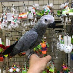 Venta de loros, cacatúas y guacamayos