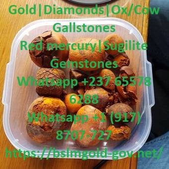 Where to buy diseased free Cow/Ox cattle Gallstones