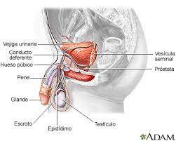 MASAJE PROSTATICO PARA CABALLEROS EVITA SER PRECOS ERECSIONES FUERTES