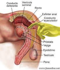 TENDAS ERECSIONES DURADERAS   Y  EVITARAS  SER FLACIDO