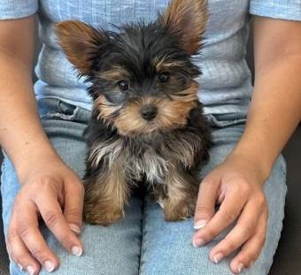 2 Teacup Yorkie para adopción Texto / llame al (330) 910 0534