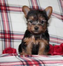 Dos cachorros Teacup Yorkie necesitan una nueva familia