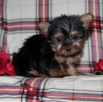 HERMOSOS CACHORROS YORKIE Texto /llama (330) 910 0534