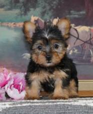 Two Teacup Yorkie Puppies Needs a New Family