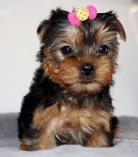 Cachorros Yorkie taza de té. Texto : (330) 910 0534