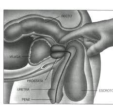 masaje  prostatico  1500   no te vengas  rapido  dura  mas   se dobla  aumenta  tu  dureza